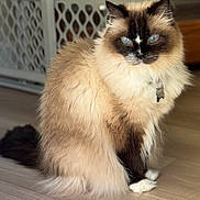 Georgette is registered to the contest to win money with this photo: cat, fluffy, blue_eyes, indoor, pet, animal, feline, long_hair, sitting, floor, collar, tag, domestic, cute, whiskers, ears, tail, fur, portrait, household