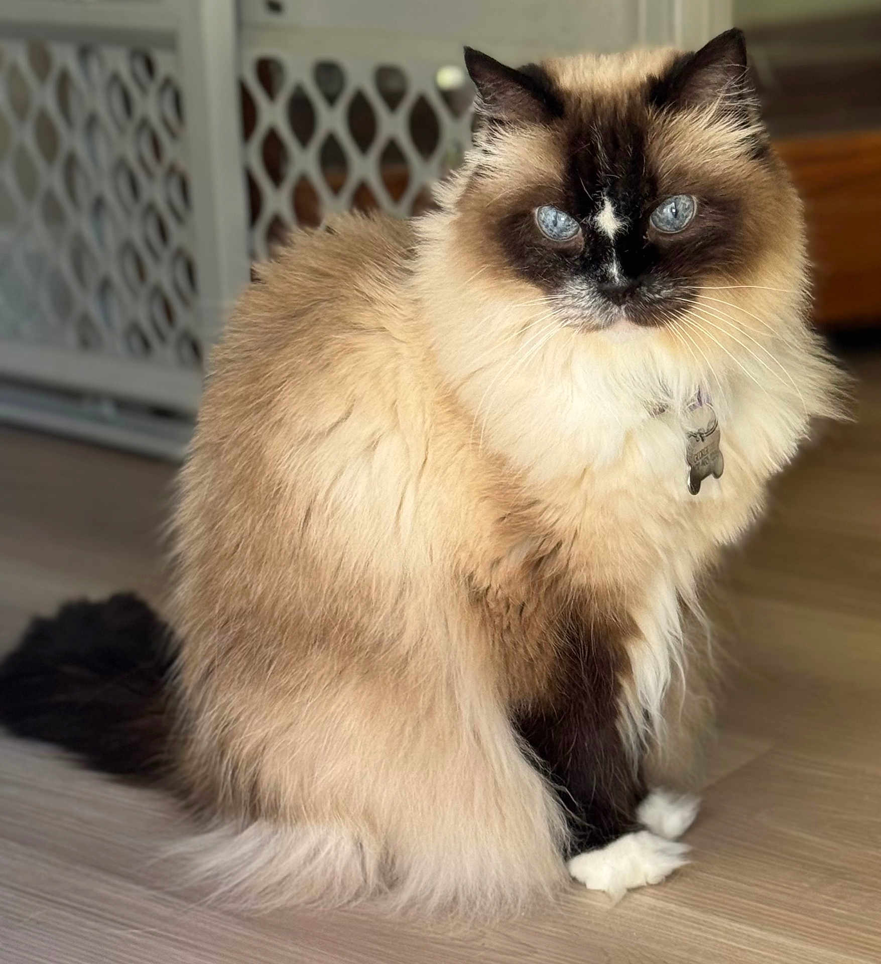 Georgette is registered to the contest to win money with this photo: cat, fluffy, blue_eyes, indoor, pet, animal, feline, long_hair, sitting, floor, collar, tag, domestic, cute, whiskers, ears, tail, fur, portrait, household