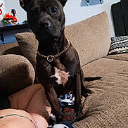 Eve joined the competition — help win amazing prizes! dog, couch, indoor, person, tattoo, blanket, gold_chain, furniture, sitting, brown, black_dog, decor, shelf, wall, relaxing, pet, canine, fur, home, resting