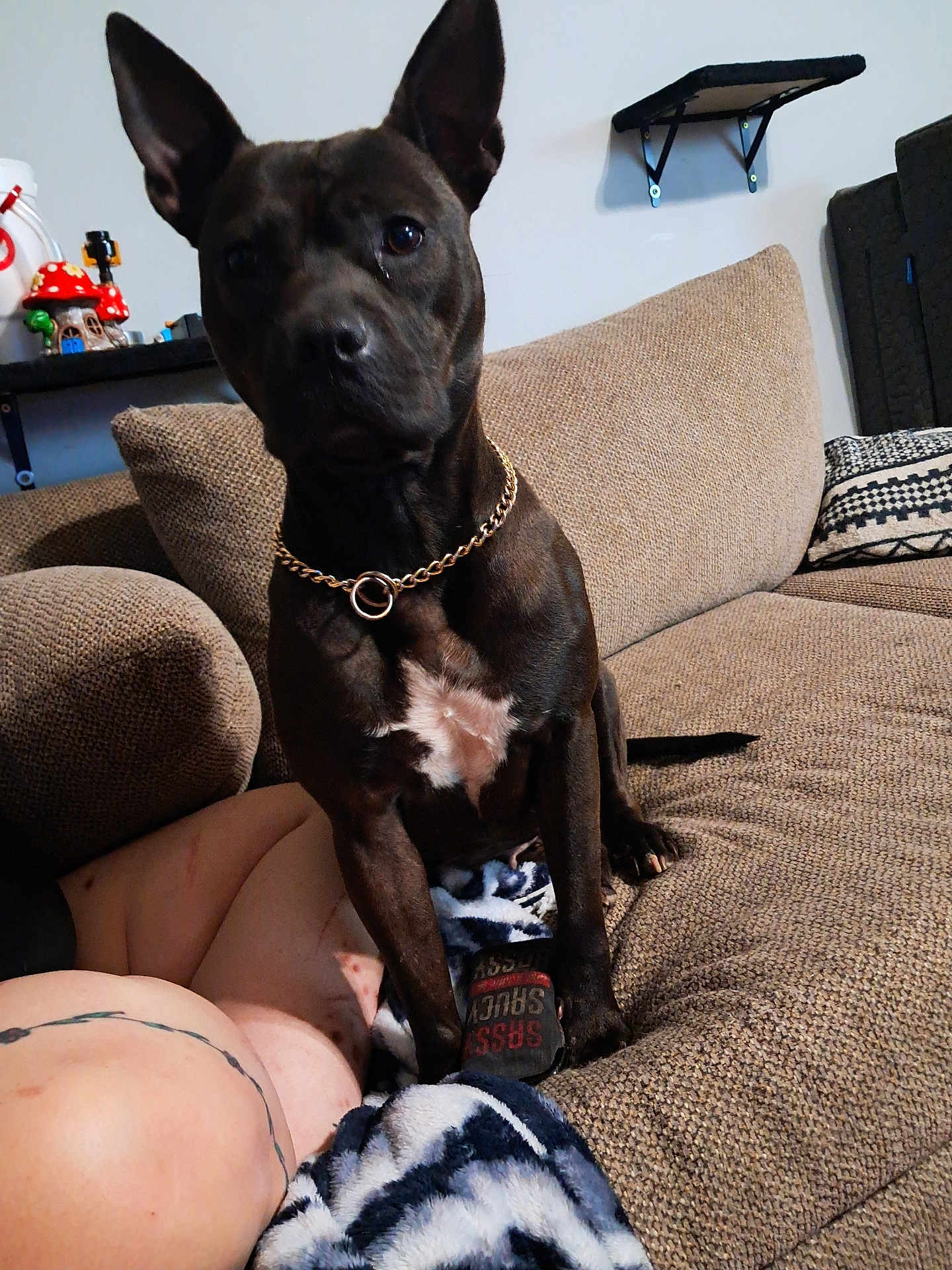 Eve joined the competition — help win amazing prizes! dog, couch, indoor, person, tattoo, blanket, gold_chain, furniture, sitting, brown, black_dog, decor, shelf, wall, relaxing, pet, canine, fur, home, resting