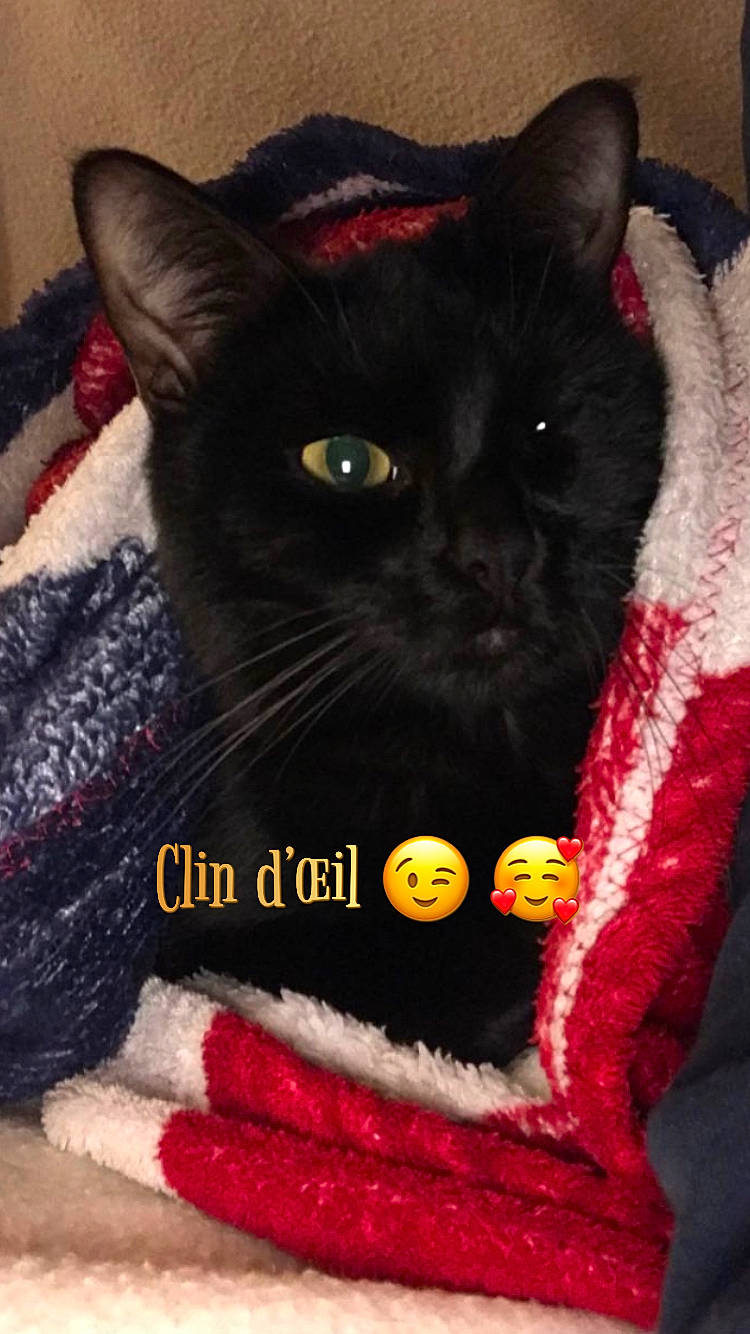 Miou Miou a rejoint le concours — aidez-le/la à gagner de superbes lots ! black_cat, bombay, carmine, carnivore, cat, cat_supply, claw, comfort, domestic_short_haired_cat, eye, fashion_accessory, felidae, fur, pet_supply, plant, red, small_to_medium_sized_cats, snout, tail, whiskers