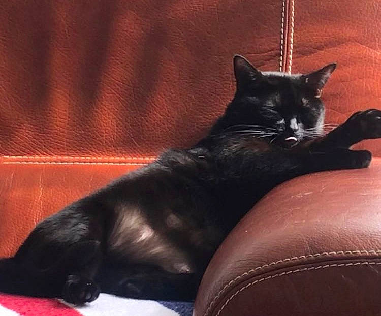 Miou Miou a rejoint le concours — aidez-le/la à gagner de superbes lots ! black_cat, bombay, carnivore, cat, claw, comfort, darkness, domestic_short_haired_cat, eye, felidae, foot, fur, sitting, small_to_medium_sized_cats, snout, tail, terrestrial_animal, tints_and_shades, tree, whiskers