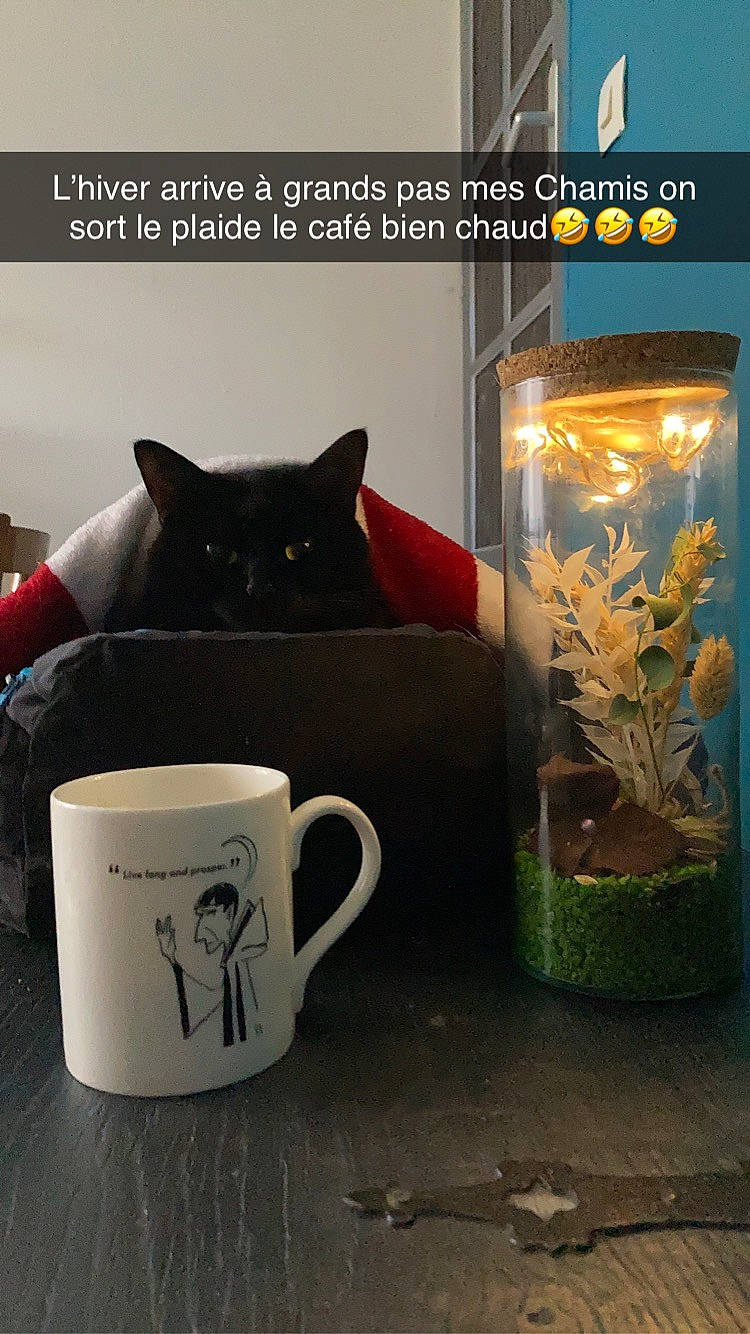 Miou Miou participe au concours pour gagner de l'argent avec cette photo : bombay, carnivore, cat, coffee_cup, cup, dishware, drinkware, event, felidae, fish, font, light, mug, pet_supply, plant, serveware, small_to_medium_sized_cats, tableware, whiskers