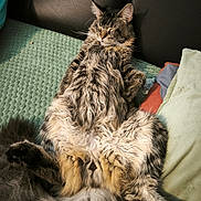 Bebe participe au concours pour gagner de l'argent avec cette photo : blanket, cat, closeup, comfort, couch, cozy, ears, fluffy, fur, furniture, indoor, lying_down, pet, pillow, relaxed, resting, sleeping, tabby, tail, whiskers