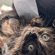 Bat Batley joined the competition — help win amazing prizes! cat, tortoiseshell, fluffy, close_up, lying_down, green_eyes, whiskers, fur, pet, animal, cute, indoor, relaxed, curious, face, portrait, soft, playful, young_cat, feline
