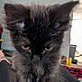 kitten, cat, black_cat, pet, indoor, close_up, furry, animal, cute, young, lap, person, home, cozy, relaxed, fur, whiskers, eyes, mammal, domestic_animal