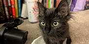 Bat Batley is registered to the contest to win money with this photo: kitten, black_cat, animal, pet, carpet, indoor, fur, whiskers, ears, eyes, curious, closeup, tissue, bookshelf, blurred_background, soft_light, floor, feline, young, domestic_cat