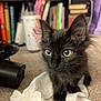 kitten, black_cat, animal, pet, carpet, indoor, fur, whiskers, ears, eyes, curious, closeup, tissue, bookshelf, blurred_background, soft_light, floor, feline, young, domestic_cat