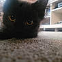 black_cat, kitten, close_up, carpet, pet, animal, indoor, fur, eyes, cute, young, feline, resting, whiskers, soft, adorable, domestic_animal, mammal, portrait, lying_down