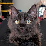 Bat Batley joined the competition — help win amazing prizes! animal, black_cat, blurred_background, cat, close_up, curious, cute, domestic, feline, fur, indoor, kitten, lap, person, pet, portrait, soft_light, whiskers, wide_eyes, young