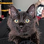 kitten, cat, black_cat, pet, indoor, close_up, wide_eyes, curious, fur, whiskers, animal, cute, young, feline, portrait, person, lap, blurred_background, soft_light, domestic
