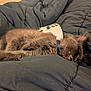 kitten, sleeping, black_blanket, game_controller, fur, cozy, nap, indoor, pet, resting, soft, collar, cute, small_animal, relaxation, domestic, feline, comfort, lying_down, quiet