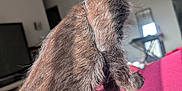 Bat Batley joined the competition — help win amazing prizes! alert, animal, black_fur, cat, closeup, cute, feline, furniture, home, indoor, keyboard, kitten, living_room, magenta_surface, pet, portrait, soft_fur, sunlight, whiskers, yellow_eyes