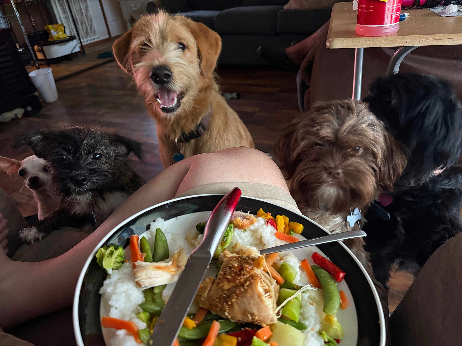 Roxy joined the competition — help win amazing prizes! dog, dogs, food, plate, vegetables, rice, knife, fork, person, leg, living_room, floor, couch, table, indoor, pet, brown_dog, black_dog, white_dog, curious