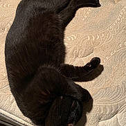 Jinks is registered to the contest to win money with this photo: black, black_cat, carnivoran, cat, cat_like_mammal, claw, fur, paw, small_to_medium_sized_cats, snout, tail, whiskers
