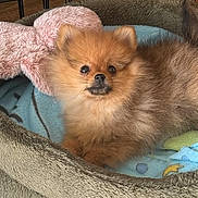Aria a rejoint le concours — aidez-le/la à gagner de superbes lots ! dog, puppy, pomeranian, pet, bed, blanket, stuffed_toy, indoor, cute, furry, small_dog, animal, cozy, resting, floor, crate, soft, brown, looking, curious