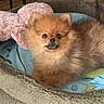 animal, bed, blanket, brown, cozy, crate, curious, cute, dog, floor, furry, indoor, looking, pet, pomeranian, puppy, resting, small_dog, soft, stuffed_toy