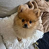 adorable, animal, blanket, brown, companion, cozy, cushion, cute, dog, fluffy, fur, indoor, looking_up, pet, pomeranian, puppy, small_dog, sofa, soft_texture, white