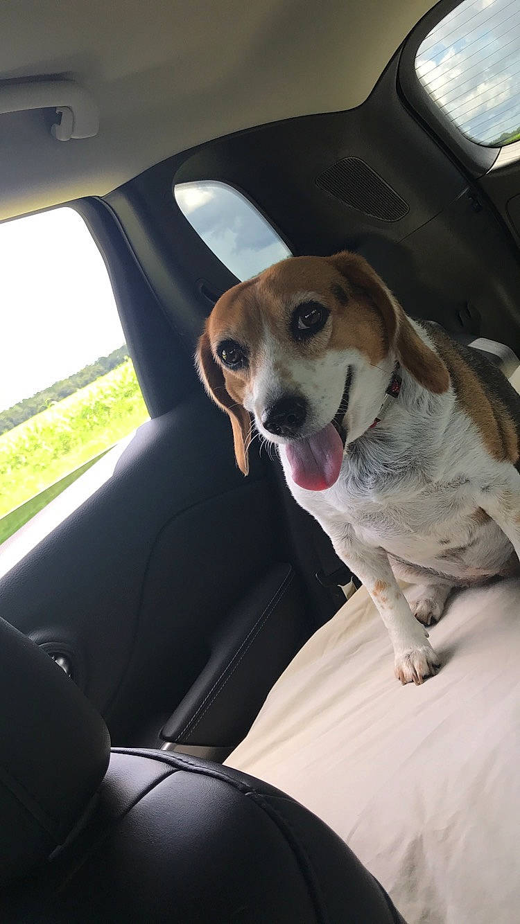 Sadie joined the competition — help win amazing prizes! auto_part, beagle, canidae, car, car_seat, carnivore, companion_dog, coonhound, dog, dog_breed, driving, ear, harrier, hunting_dog, snout, sporting_group, tongue, treeing_walker_coonhound, vehicle