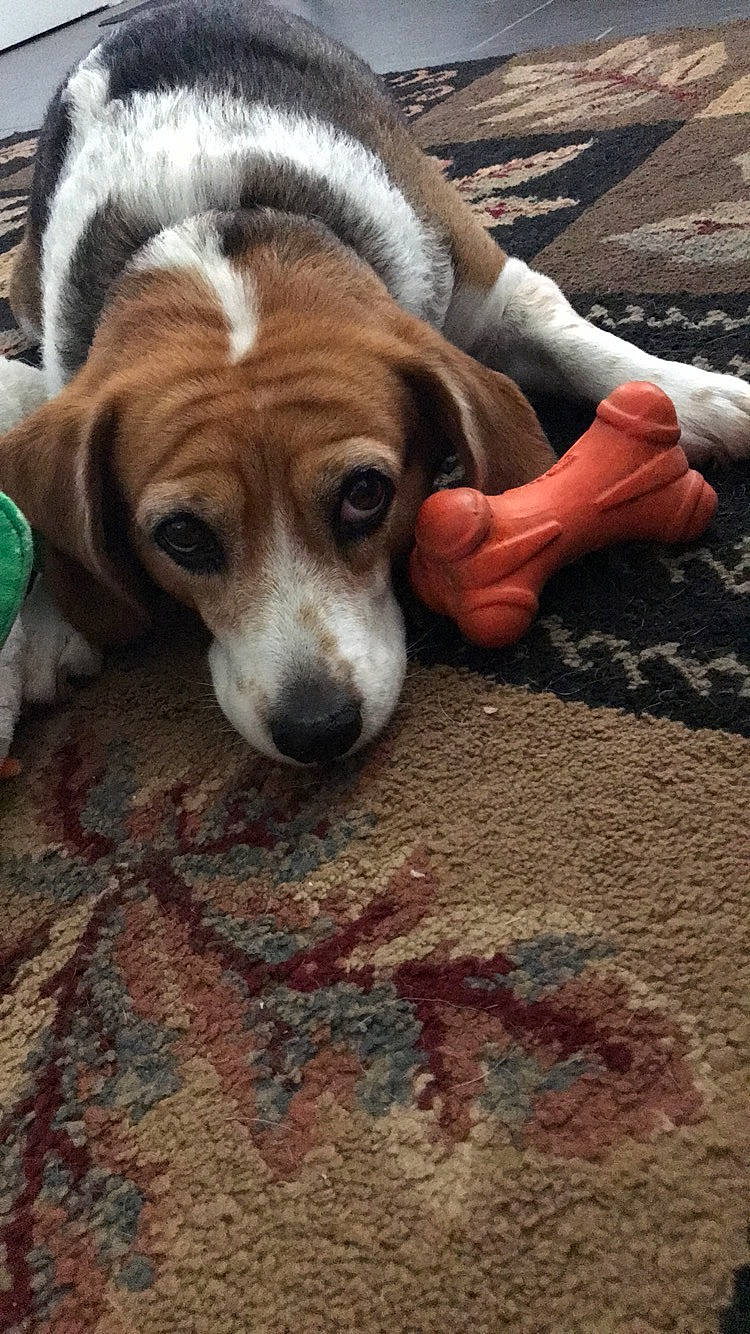 Sadie joined the competition — help win amazing prizes! american_foxhound, beagador, beagle, beagle_harrier, beaglier, canidae, carnivore, companion_dog, dog, dog_breed, english_coonhound, estonian_hound, harrier, mammal, pocket_beagle, puppy, rare_breed_dog, snout, treeing_walker_coonhound, vertebrate
