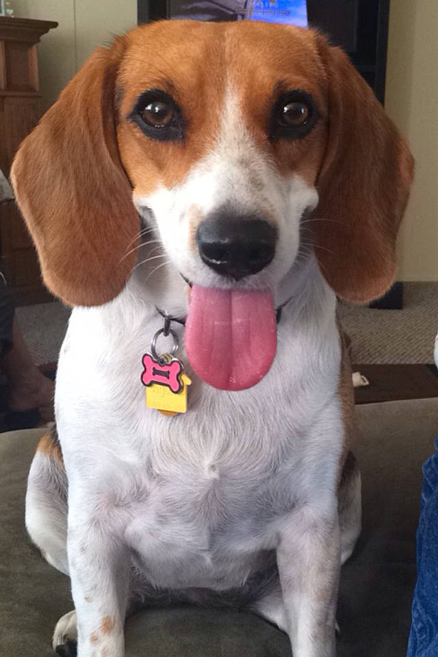 Sadie is registered to the contest to win money with this photo: american_foxhound, beagador, beagle, beagle_harrier, beaglier, canidae, carnivore, companion_dog, dog, dog_breed, english_coonhound, english_foxhound, estonian_hound, finnish_hound, harrier, mammal, pocket_beagle, snout, treeing_walker_coonhound, vertebrate