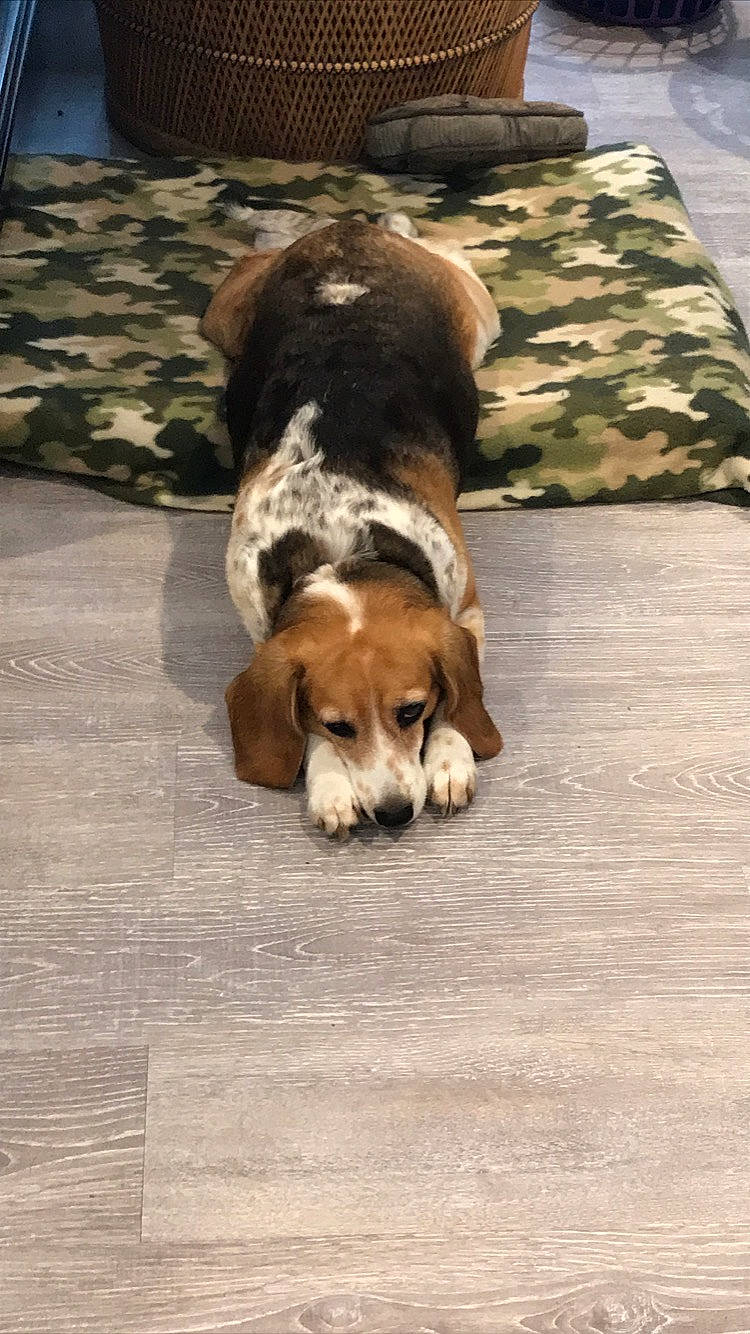 Sadie joined the competition — help win amazing prizes! american_foxhound, artois_hound, basset_artesien_normand, beagle, beagle_harrier, canidae, carnivore, companion_dog, dog, dog_breed, floor, flooring, grand_anglo_francais_tricolore, harrier, hound, mammal, pocket_beagle, rare_breed_dog, scent_hound, snout