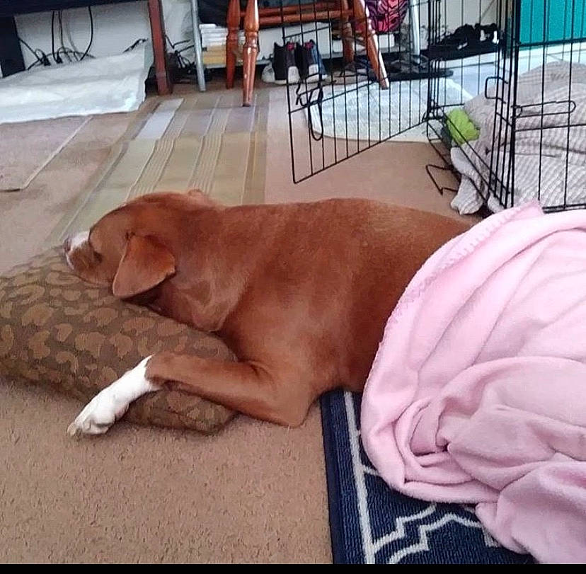 Coco is registered to the contest to win money with this photo: canidae, carnivore, companion_dog, dog, dog_breed, fawn, labrador_retriever, mammal, pointing_breed, sporting_group, vertebrate, vizsla