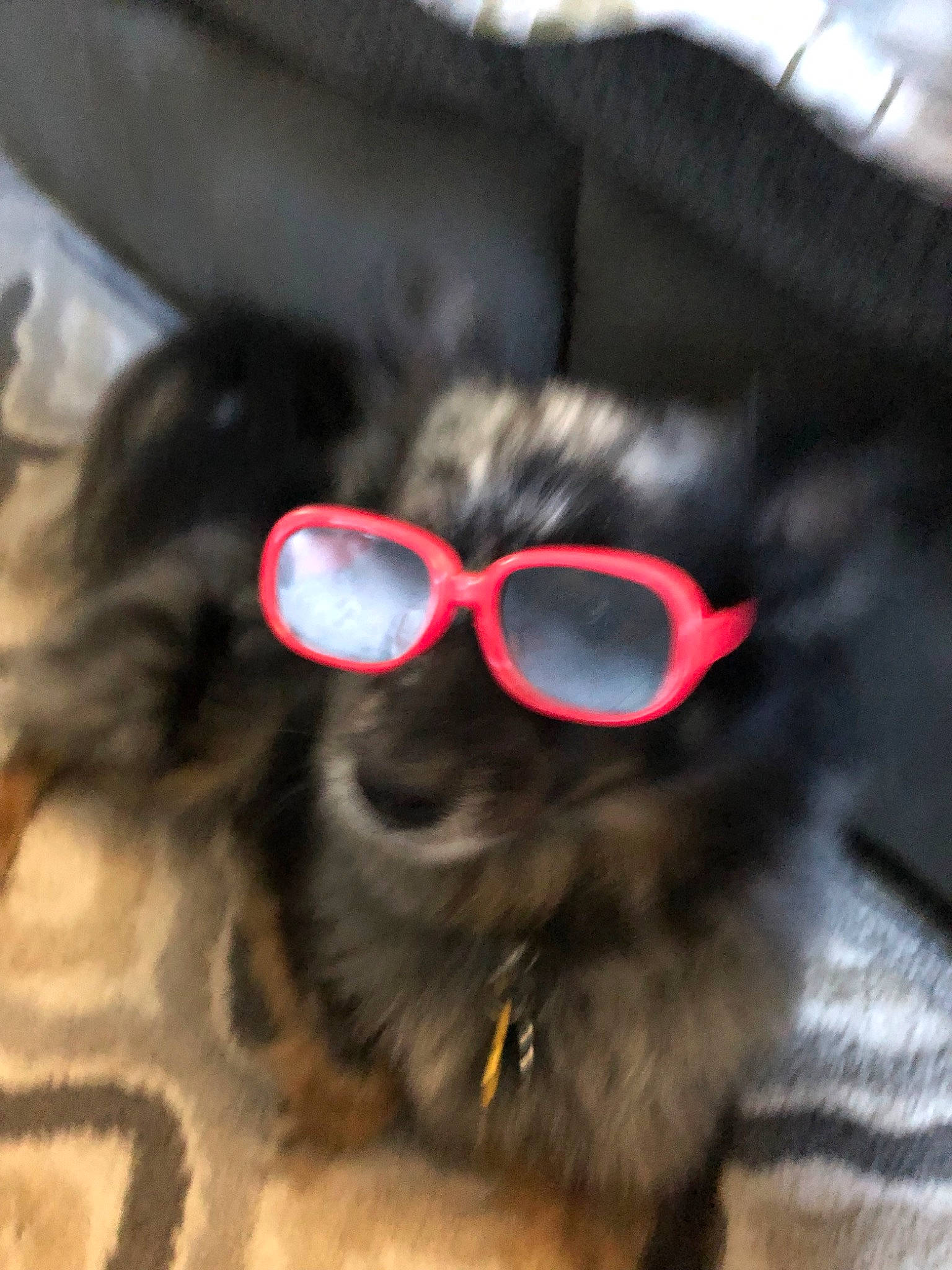 Blaze joined the competition — help win amazing prizes! black_hair, canidae, carnivore, companion_dog, cool, dog, dog_breed, eyewear, fur, glasses, nose, puppy, snout, sunglasses, vision_care