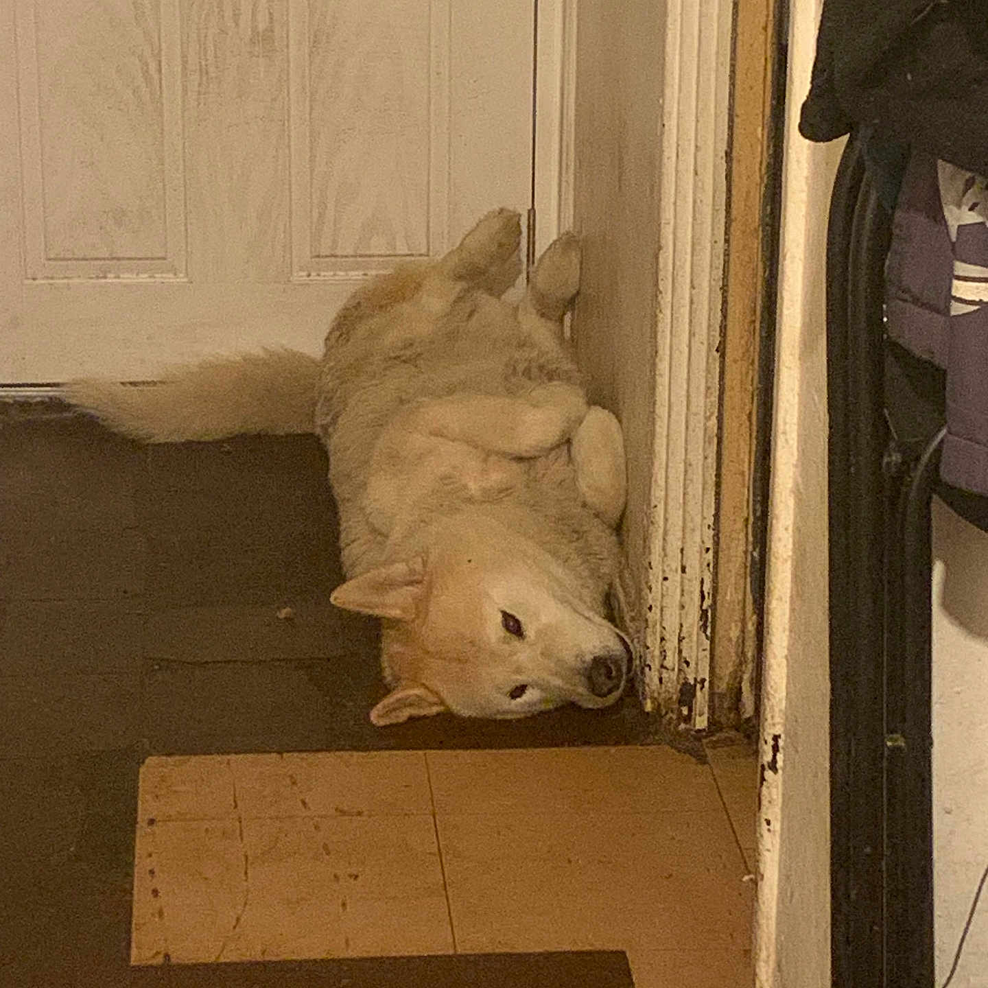 Storm joined the competition — help win amazing prizes! animal, canine, corner, cozy, cute, dog, domestic, door, floor, fur, home, indoor, lying_down, metal, pet, relaxed, resting, sleepy, wall, water_bowl