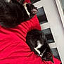 Milo is registered to the contest to win money with this photo: cat, black_and_white, sleeping, red_cushion, bench, pet, animal, feline, indoor, resting, cozy, fur, whiskers, paw, cute, domestic, relaxing, two_cats, soft_texture, home