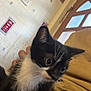 kitten, cat, black_and_white, pet, indoor, curious, animal, feline, whiskers, ears, person, hand, lap, home, door, wall, tile, pattern, window, cozy