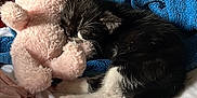 Milo is registered to the contest to win money with this photo: kitten, cat, sleeping, teddy_bear, black_and_white, toy, blanket, clothing, soft, cozy, fur, paw, bed, indoor, cute, resting, nap, pink, blue, fabric