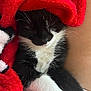 cat, black_and_white, sleeping, blanket, red, fur, whiskers, paw, cozy, nap, pet, animal, cute, domestic, resting, feline, closeup, soft, warm, indoor
