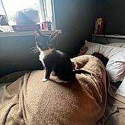 Milo is registered to the contest to win money with this photo: animal, bed, black_and_white, blanket, cat, cozy, curious, domestic, furniture, home, indoor, kitten, person, pet, quiet, relaxation, resting, sleeping, soft_light, window