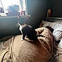 animal, bed, black_and_white, blanket, cat, cozy, curious, domestic, furniture, home, indoor, kitten, person, pet, quiet, relaxation, resting, sleeping, soft_light, window