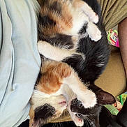 Milo joined the competition — help win amazing prizes! kitten, cat, calico_cat, black_and_white_cat, pets, playing, cuddle, fur, whiskers, paw, person, lap, clothing, home, indoor, cute, animal, friendship, relaxing, cozy
