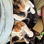 kitten, cat, calico_cat, black_and_white_cat, pets, playing, cuddle, fur, whiskers, paw, person, lap, clothing, home, indoor, cute, animal, friendship, relaxing, cozy