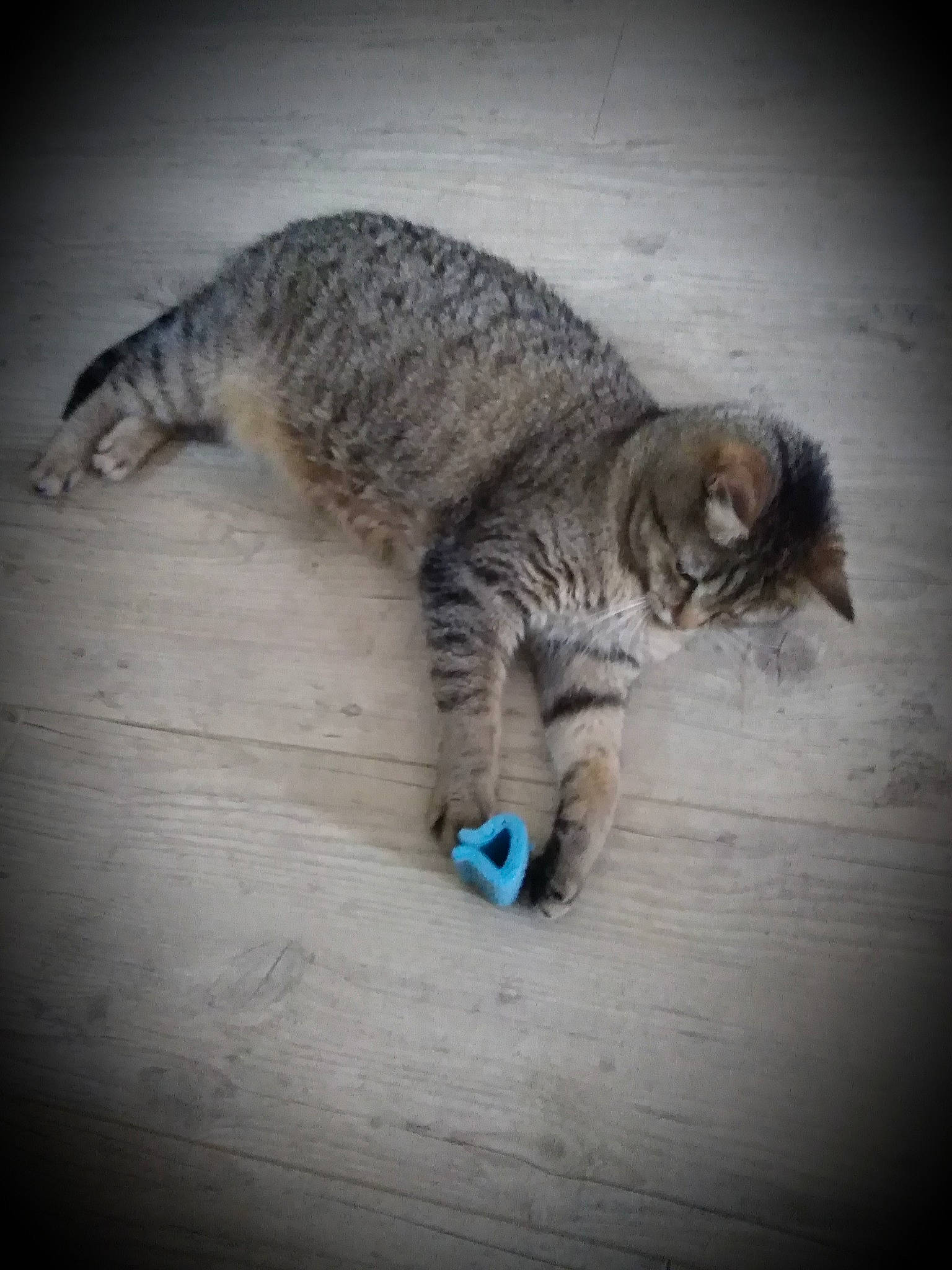 Daisy participe au concours pour gagner de l'argent avec cette photo : carnivore, cat, claw, comfort, domestic_short_haired_cat, fawn, felidae, flooring, foot, fur, grey, hardwood, paw, small_to_medium_sized_cats, snout, tail, terrestrial_animal, whiskers, wildlife, wood