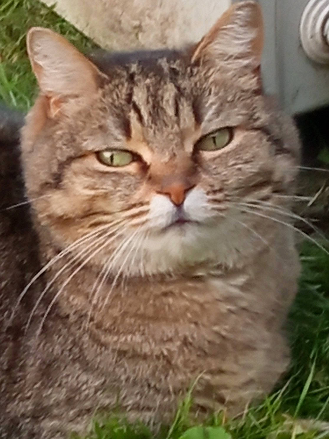 Daisy