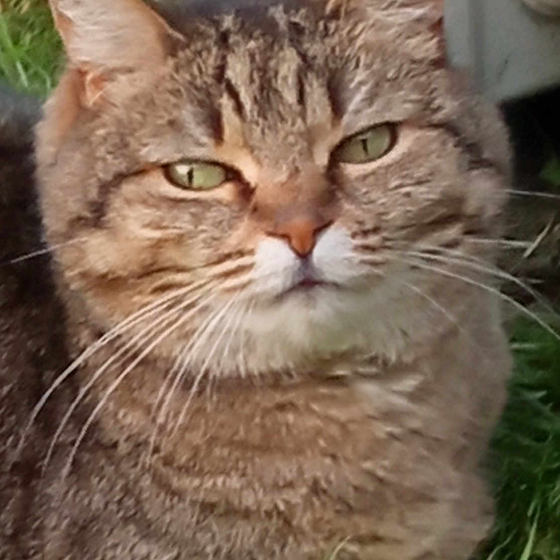 Daisy
