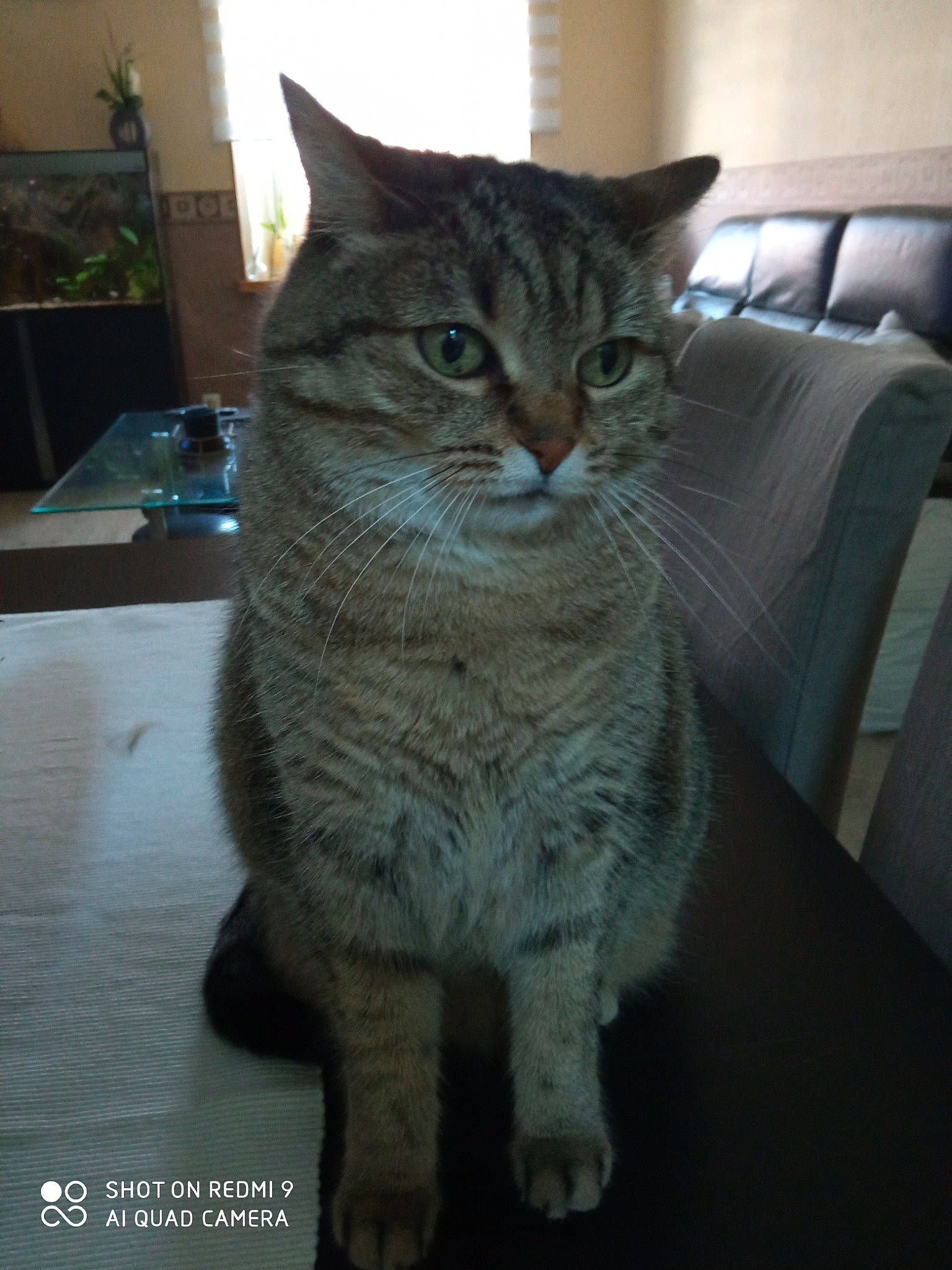 Daisy participe au concours pour gagner de l'argent avec cette photo : carnivore, cat, domestic_short_haired_cat, door, felidae, flooring, fur, grey, houseplant, small_to_medium_sized_cats, snout, tail, terrestrial_animal, whiskers, window