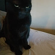 India is registered to the contest to win money with this photo: animal, bed, black_cat, blurred, cat, close_up, cute, domestic_animal, ears, feline, fur, household, indoor, mammal, pet, resting, sitting, sleepy, whiskers, white_bed_sheet