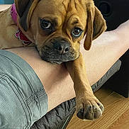 Lucy is registered to the contest to win money with this photo: dog, pet, canine, brown_dog, collar, paw, leg, human_leg, indoor, flooring, furniture, relaxation, comfort, close_up, expression, animal, companionship, cute, resting, domestic