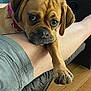 dog, pet, canine, brown_dog, collar, paw, leg, human_leg, indoor, flooring, furniture, relaxation, comfort, close_up, expression, animal, companionship, cute, resting, domestic