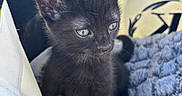 Vador joined the competition — help win amazing prizes! kitten, black_cat, cat, animal, pet, feline, fluffy_blanket, white_bag, green_eyes, closeup, outdoor, grass, fence, curious, young, small, soft_texture, cozy, portrait, sitting
