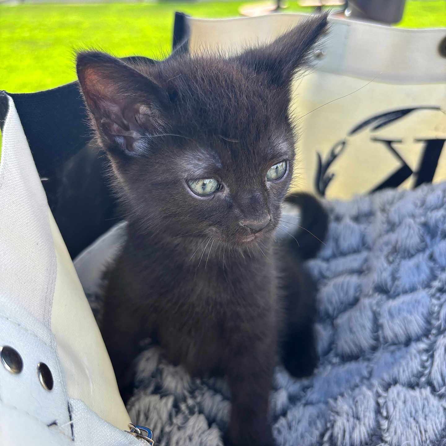 Vador joined the competition — help win amazing prizes! kitten, black_cat, cat, animal, pet, feline, fluffy_blanket, white_bag, green_eyes, closeup, outdoor, grass, fence, curious, young, small, soft_texture, cozy, portrait, sitting