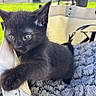 kitten, black_cat, cat, paw, fur, green_eyes, bed, blanket, basket, outdoor, grass, picnic_table, fence, sunlight, pet, animal, cute, young, cozy, playful