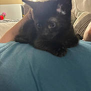 Vador joined the competition — help win amazing prizes! kitten, black_cat, pet, indoor, couch, person, blue_shirt, resting, cozy, wall_decorations, butterfly_sticker, flower_sticker, soft_focus, animal, feline, cute, home, relaxing, close_up, comfort