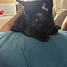 kitten, black_cat, pet, indoor, couch, person, blue_shirt, resting, cozy, wall_decorations, butterfly_sticker, flower_sticker, soft_focus, animal, feline, cute, home, relaxing, close_up, comfort