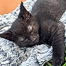 Vador joined the competition — help win amazing prizes! black_cat, kitten, sleeping, fluffy_blanket, outdoor, grass, pet, animal, cute, feline, fur, resting, cozy, close_up, nature, relaxation, soft_texture, domestic_cat, young_cat, peaceful
